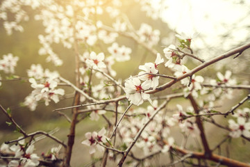 Cherry blossoms