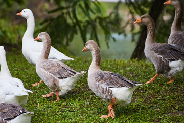 Ducks by Lake Wandering
