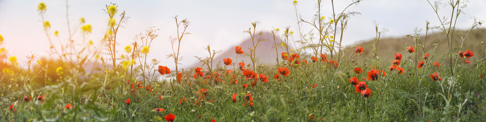 armenia poppy field