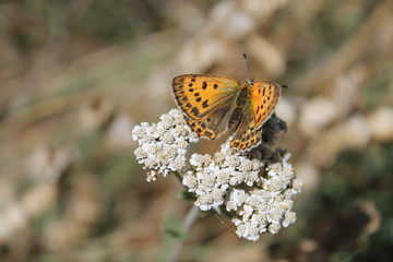 Obraz premium papillon