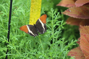 Beautiful Butterfly