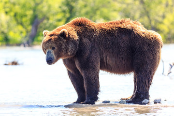 Obraz na płótnie Canvas Brown bear (Ursus arctos beringianus) fishing on the Kurile Lake. Kamchatka Peninsula, Russia.