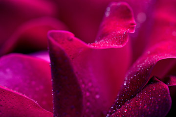 Closeup of red rose .