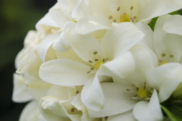 white flower on green tree near by the bamboo fence