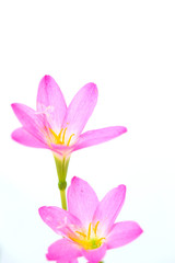 purple rain lily flower on white background.
