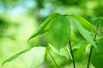 コシアブラ　こしあぶら　新緑　若葉　葉　癒し