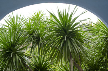Dracaena or cliff tree 