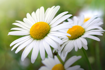 Fototapeta na wymiar White big daisy flower isolated.