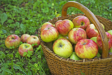 Freshly picked apples in the wooden basket on green grass