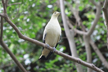 Beautiful birds of the world