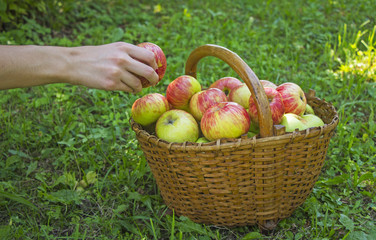 Girl picked apples in a wooden basket