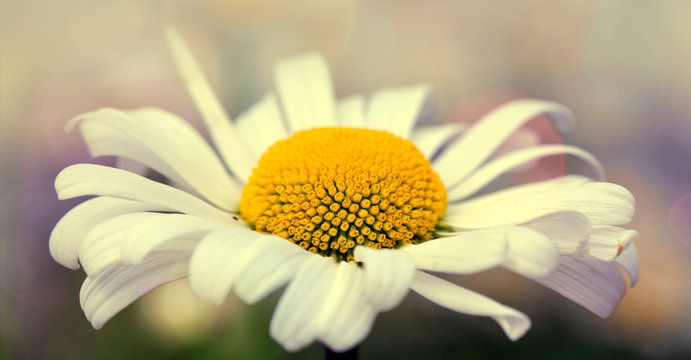 Fototapeta White big daisy flower isolated.