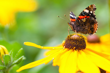 Butterfly on a flower prepares to collect nectar © owsigor