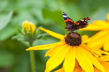 Summer butterfly and yellow flower on blurred background