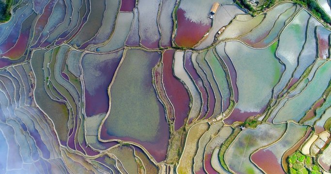 Beautiful reflections on the surface of water-filled Hani Rice terrace fields during spring, when red duckweed grows in the irrigated rice paddies, contributing to the amazing colors.