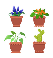 Pseuderanthemum Muscari Set Vector Illustration