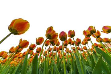 Close up view on blooming flowers from bottom. Isolated on white background.