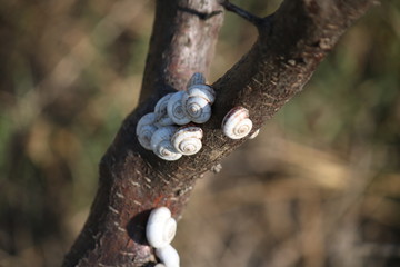  Life of snails