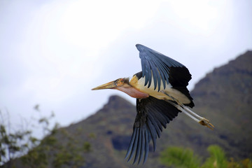 Marabu (Leptoptilos crumeniferus) im Flug