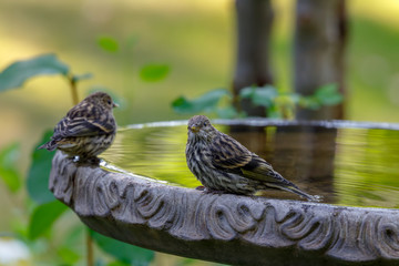 Pine Siskins perched on birdbath with colorful background