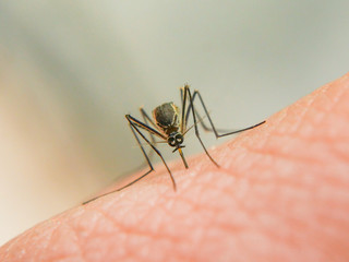 Dangerous Zica virus aedes aegypti mosquito on human skin