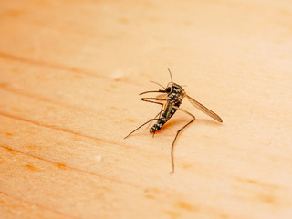 Dangerous Zika virus aedes aegypti Dead mosquitoes