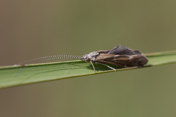 Köcherfliege