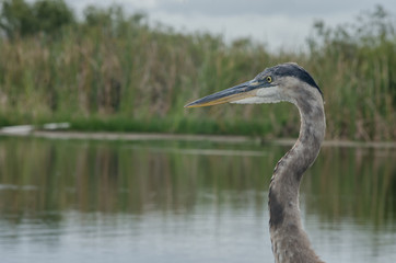 Profile of Great Blue Heron