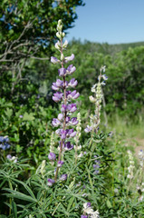 Purple Lupin