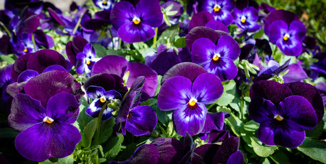 Fototapeta premium Ultraviolet color of the Year 2018 Flowers