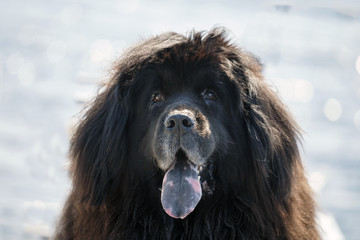 Fototapeta premium Portrait of a black dog Newfoundland