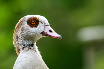 Egyptian Goose with brown eyepatch showing a lovely profile