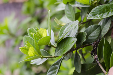 young green leafs background and bright