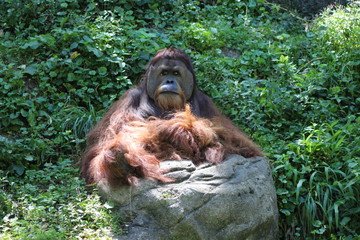 Obraz premium Animals at the zoo