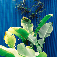 Plants on blue. Tropical green fashion concept