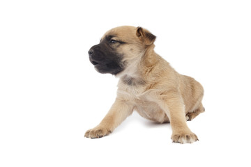 small baby dog or puppy looking left