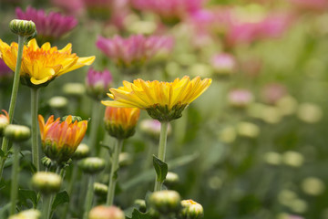 Chrysanthemum flowers in plantation