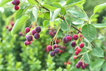 Saskatoon berries branch