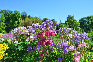 Colorful pastel columbines flowers