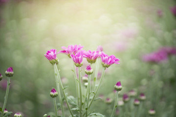 Fototapeta premium Pink Chrysanthemum flowers in plantation