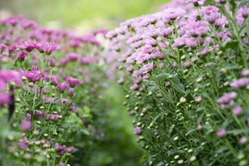 Pink Chrysanthemum flowers in plantation