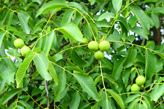 Green Walnuts On Tree