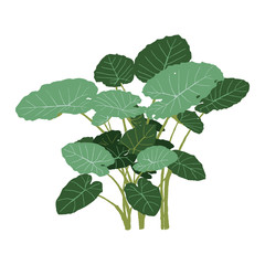 isolated green tropical plant vector illustration for architect decoration
