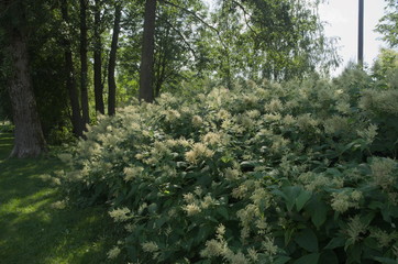 Obraz premium White-flowered shrub