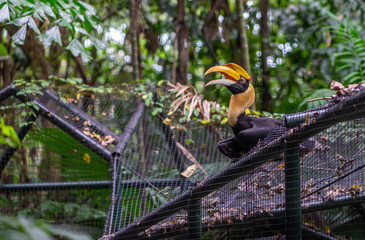 Great hornbill in a zoo