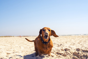 Funny old dog digs a hole