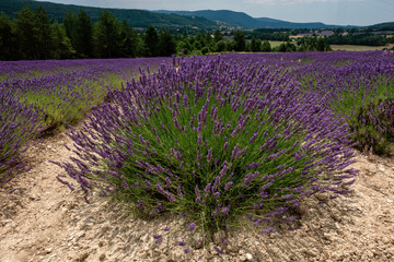 Lavender Provence France