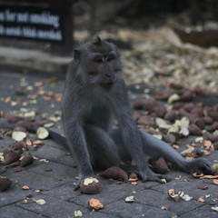 Macaque Monkey in Borneo