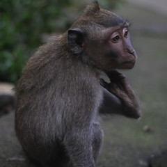 Macaque Monkey in Borneo