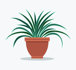 Dracaena House Plant with Long Thin leaves in Pot